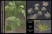Chaerophyllum-temulum
